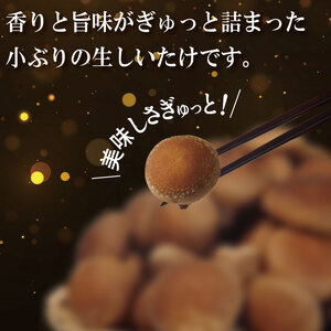 生しいたけ 1.5kg しいたけ しいたけ しいたけ しいたけ しいたけ