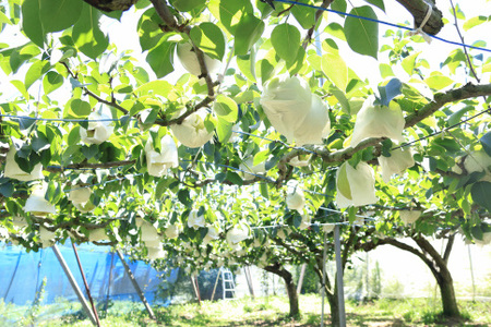 梨（かおり）（約5kg）【2024年発送分】