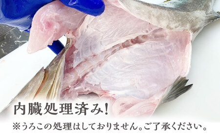【1週間以内発送】対馬産クエ 丸ごと1匹 2.3kg以上！[WCN005]直送 新鮮 マルモン 鍋 くえ アラ  スピード発送 最速発送 最短発送