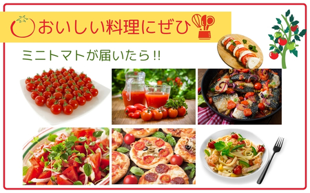 ミニトマト サンチェリー 1.5kg 7月発送 トマト とまと プチトマト 新鮮 野菜 農家直送 1キロ おすすめ ギフト 贈答 プレゼント 10000円 1万円 福島県 田村市 田村 よしのや農園