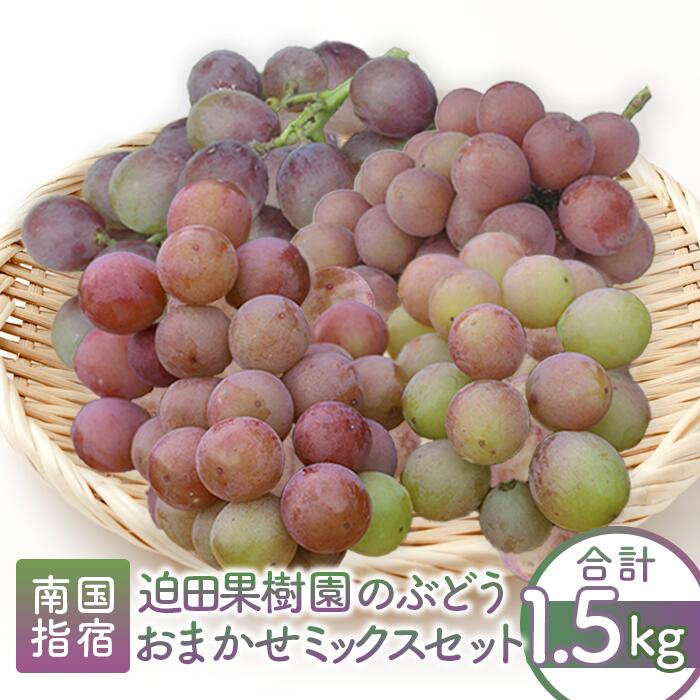 【ふるさと納税】【2025年8月上旬〜順次発送】＜期間限定＞迫田果樹園のぶどう 指宿産ぶどうのおまかせミックスセット(3〜4房・約1.5kg) ブドウ 葡萄 フルーツ 果物 竜宝 藤稔 クイーンニーナ 安芸クイーン あづましずく【迫田果樹園】