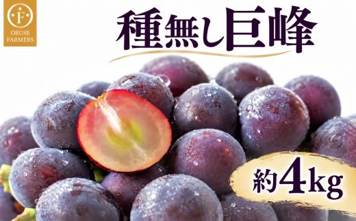 種無し巨峰 約4kg 8~12房  [おぶせファーマーズ] 果物 フルーツ ぶどう 葡萄 冷蔵便 クール便 長野県産 信州産 令和8年産 【2026年9月上旬～10月中旬発送】 ［FB-20］