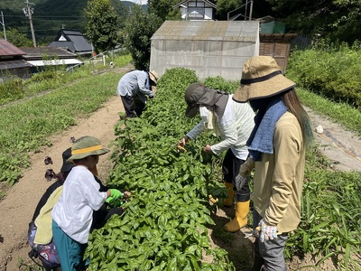 無農薬 季節の野菜セットM（約4kg） / 野菜 詰め合わせ 産地直送 綾部市 / ともときファーム丹波［BSBG007］