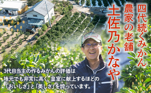 【数量限定】土佐乃かなや マルチ 山北みかん 約3kg - 送料無料 フルーツ 果物 くだもの 温州みかん ミカン 柑橘 甘い おいしい 旬 季節限定 かなや農園 合同会社Benifare 国産 特産