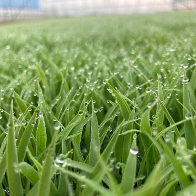 ふるさと納税 新庄市 至福のはえぬき(精米)10kg |  | 01