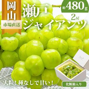 ぶどう 2026年 瀬戸 ジャイアンツ 2房（1房480g以上）約1kg 化粧箱入り ｜ ぶどう ぶどう