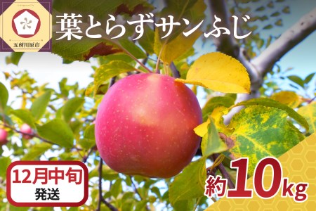 【2025年12月中旬発送】りんご 葉取らずサンふじ 10kg 程度 青森りんご
