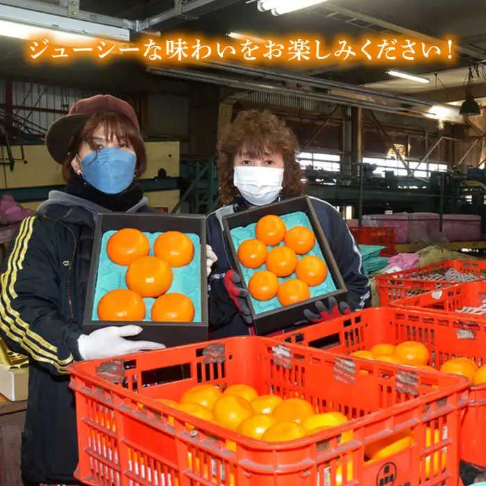 【2027年2月-発送】期間限定！せとか 2kg / みかん ミカン 蜜柑 みかん ミカン ミカン 果物 フルーツ 贈答用 化粧箱 / 南島原市 / JA島原雲仙東南部基幹センター[SAC002]