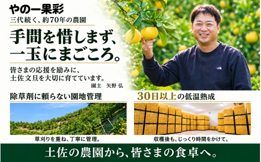 土佐文旦 訳あり 7kg 家庭用 サイズおまかせ M～4L 日本ギフト大賞受賞 文旦発祥の地 園主こだわり 規格外 不揃い 大玉 小玉 高知県土佐市産 高知県産 国産 7キロ ぶんたん みかん 柑橘類