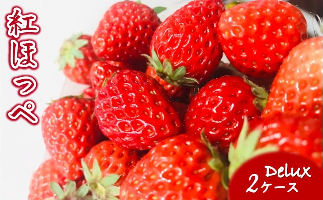 
            【2026年1月下旬発送】紅ほっぺ 完熟朝摘み いちご デラックス 8～15粒 2ケース 
          