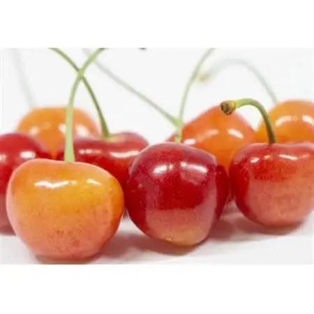 【2026年発送】フルーツ王国　信州中野産　さくらんぼ　高砂　約300g(約100g×3パック)【配送不可地域：離島】【1570400】
