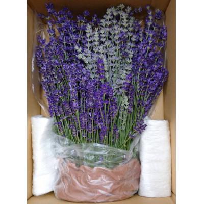 ふるさと納税 池田町 ラベンダー生花  イングリッシュ系ミックス  500g |  | 02