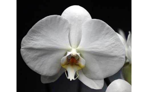 中村洋ランの胡蝶蘭　大輪　3本立ち　白 ／ お花 生花 愛知県 産地直送 田原市 渥美半島