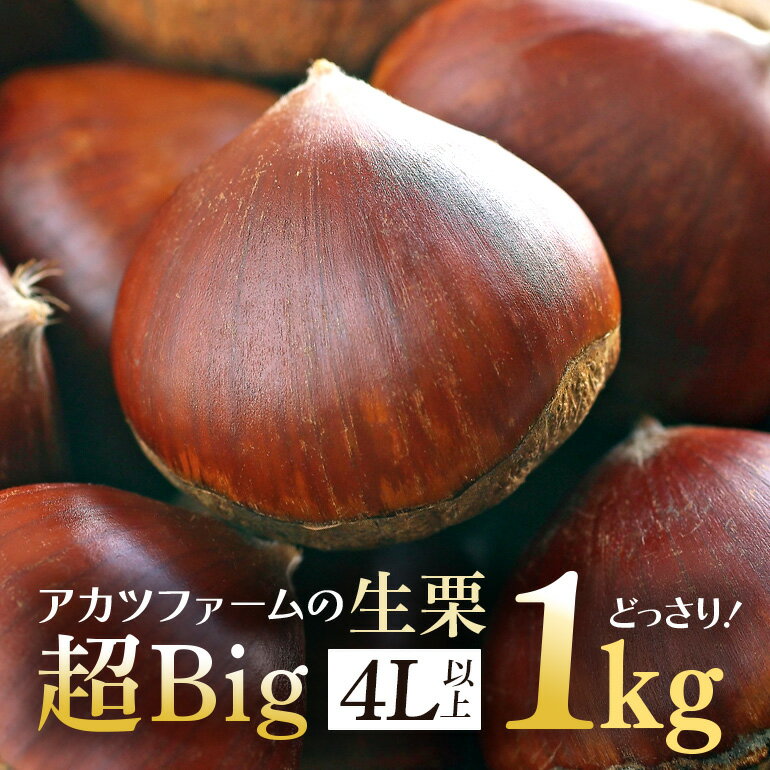 【ふるさと納税】アカツファームの生栗 超特大 メガマロン 4Lサイズ以上 1kg 栗 笠間 栗 くり 生栗 特大 大きい 大粒 国産 国産栗 和栗 甘栗 栗ご飯 栗きんとん 栗おこわ 甘露煮 マロン 秋 旬 おやつ スイーツ きんとん 保存料不使用 無添加 ギフト 茨城県 笠間市 送料無料