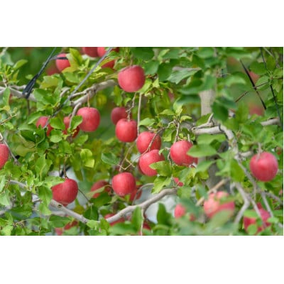 【2025年10月発送予定】平均糖度12度以上! 早生ふじ 約5kg おもてなし用【配送不可地域：離島・沖縄県】【1607478】