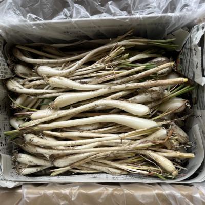 ふるさと納税 座間味村 慶良間諸島の自然味覚 島らっきょう 1kg |  | 02