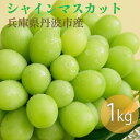 【ふるさと納税】丹波産　完熟シャインマスカット　1000g