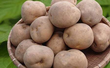 キタカムイ１０ｋｇ　厚沢部産　【Mサイズ】 ASO033