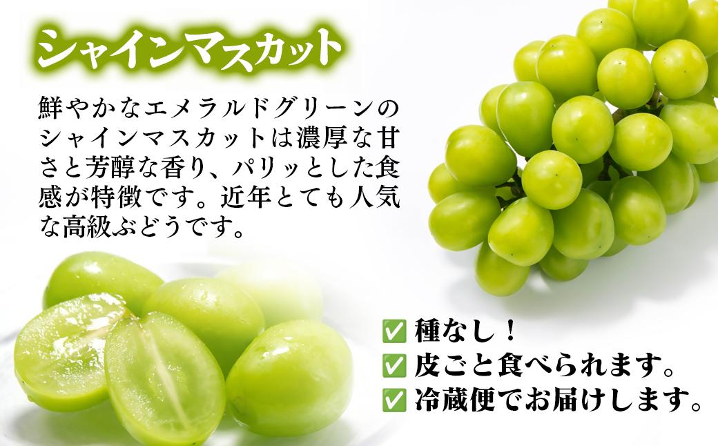 【先行予約】シャインマスカット・ナガノパープル 食べ比べセット 計1.7kg以上 宮崎県西都市産ぶどう 2026年発送＜66-1a＞