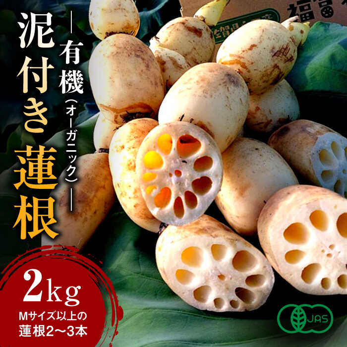 【先行予約】【ふるさと納税】有機（オーガニック）泥付き蓮根2kg / 白石れんこん レンコン 蓮根 有機栽培 オーガニック 野菜 根菜 / 佐賀県 / 吉田農園 [41AHAE001]