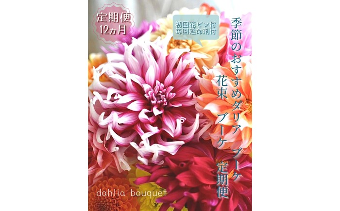 【12回定期便】ダリア花束初回花瓶付き / ダリア お花 フラワー 大輪 花束 定期便 高知 生花 誕生日 ギフト 季節の花 延命剤付き インテリア 華やか 自分へのご褒美【株式会社tomoni】 [ATCG052]