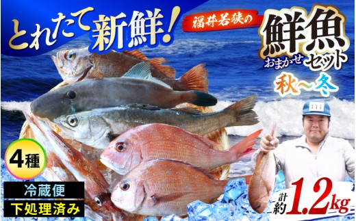 【ふるさと納税】【先行予約】【期間限定】福井 若狭の 鮮魚セット 秋～冬 計約1.2kg【2026年10月下旬以降順次発送】【鮮魚 魚介類 海鮮 下処理 小分け 冷蔵 切り身 簡単調理 手軽 白身 焼き物 揚げ物 刺身】 [m21-b011]