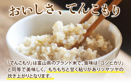 25年10月中旬以降順次発送　玄米  5kg 富山県滑川産「てんこもり」与文のお米 / 産地直送 袋 ブランド米 お米 白米 ご飯 ごはん 富山 滑川市 アグリめぐみ [A-050003]