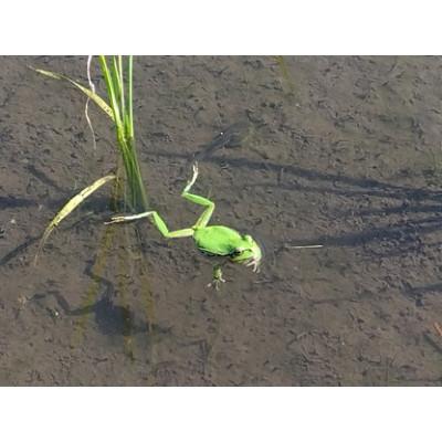ふるさと納税 魚沼市 【魚沼ブランド】玄米10kg【JAS認証有機栽培・エコファーマー】魚沼産コシヒカリ |  | 01