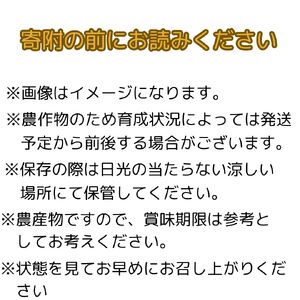 【南信州高森産】梨界の甘さ番長 南水3kg ＜９月下旬発送＞