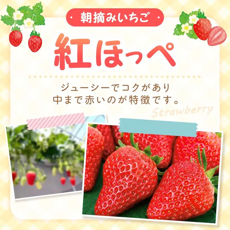 【2027年1月～2027年4月発送予定】【自宅用】朝摘みいちご 紅ほっぺ  1.5kg【ふるさと納税3.0】【117D-005-2027】