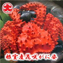 【ふるさと納税】[北海道根室産]花咲がに姿1.2kg×1尾 C-01023