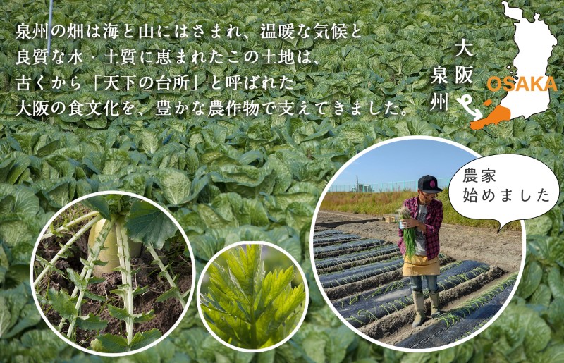 G939 旬の新鮮 野菜セット（15種以上）定期便 全6回 おまかせ ピクルスの素付き ファミリー向け【毎月配送コース】