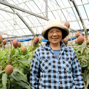 【2026年7月から順次発送・贈答用】内間マンゴー園のアーウィンマンゴー2kg(4～6玉)【配送不可地域：離島】【1695326】