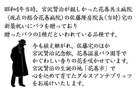 宮沢賢治が愛したバラ「グルスアンテプリッツ」新苗　＜2026年6月より随時発送＞　【2329】