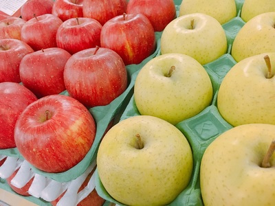 【2026年2月中旬発送】 【訳あり】 りんご 15kg 詰め合わせ 計2種(サンふじ と 他1種) 不揃い フルーツ 家庭用