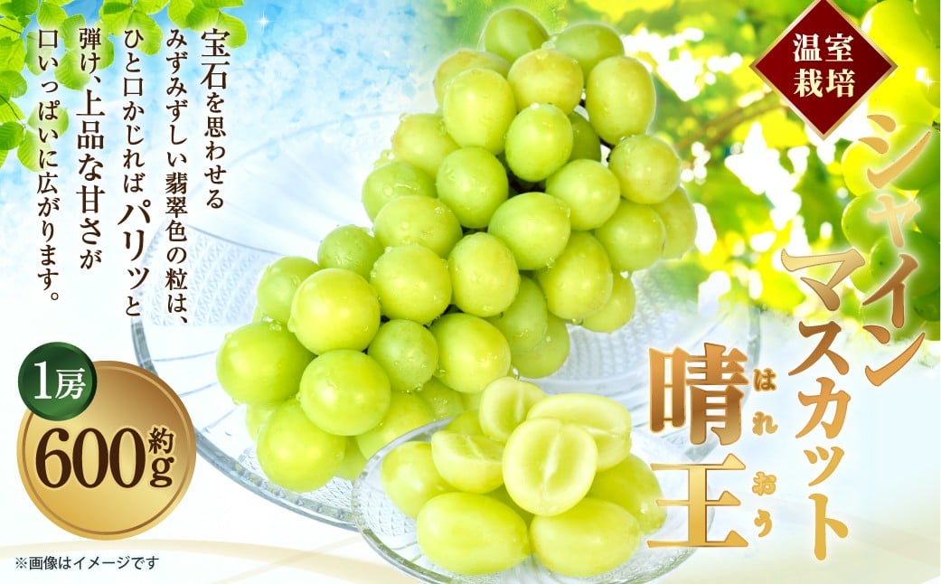 
                  [HS]温室 シャインマスカット 晴王 1房 約600g【2026年7月上旬～8月下旬発送予定】マスカット 葡萄 ぶどう ブドウ フルーツ 果物 くだもの デザート 冷蔵 岡山県 倉敷市
                