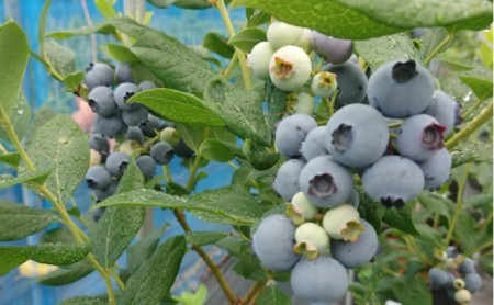 【2026年6月～8月ご利用分】ブルーベリー狩り体験体験チケット（ペア） 