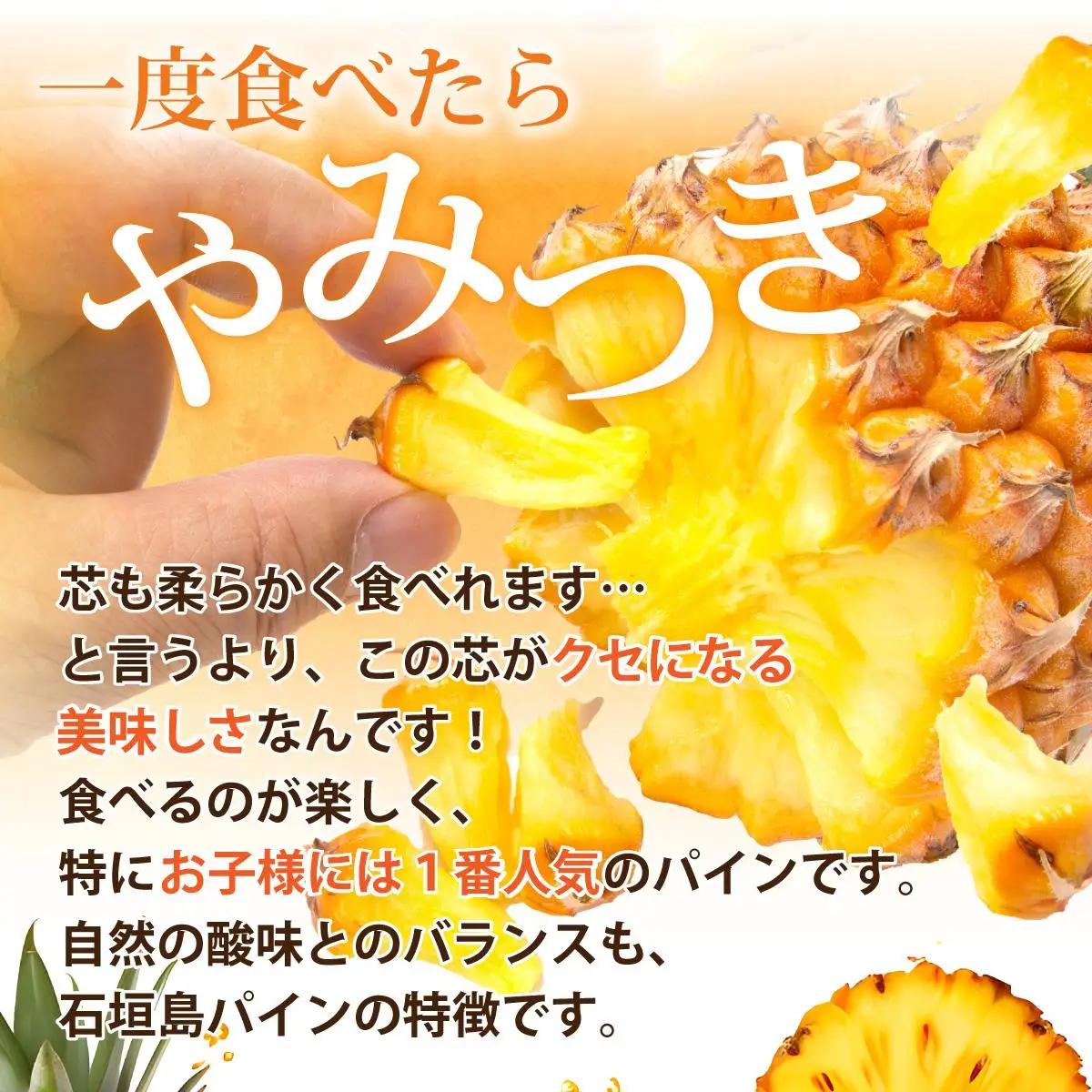 石垣島産 スナックパイン ずっしりの「大玉」3個入り SI-26-1