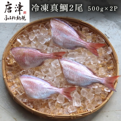 冷凍真鯛 2尾500g×2P(合計1kg) 佐賀県唐津産 天然 真空パック 刺身 煮付 塩焼き 「2023年 令和5年」