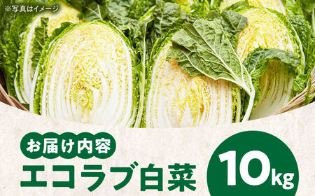 白菜 約10kg 白菜【11月中旬から順次発送】[AGBN049]