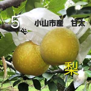 【5kg】栃木県小山市産　甘太　梨【1617298】