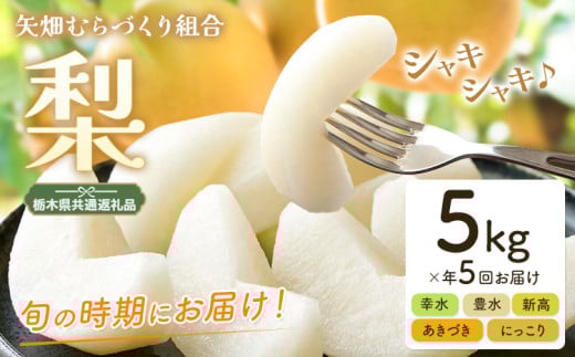 梨 定期便 5kg 計5回 矢畑むらづくり組合《7月下旬-10月中旬頃出荷》栃木県 野木町 お楽しみ フルーツ 先行予約　食べ比べ 幸水梨 豊水梨 にっこり梨 新高梨 あきづき 栃木産 果物【栃木県共通返礼品　栃木県産】【配送不可地域あり】(離島)