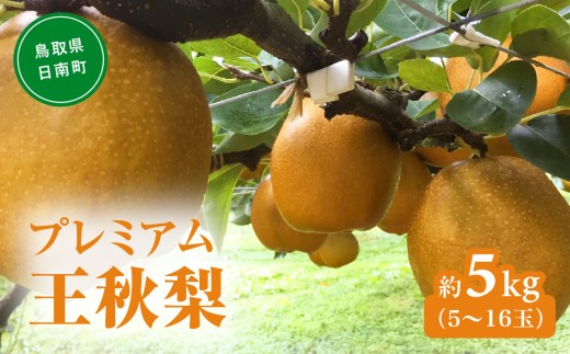 プレミアム王秋梨 5kg(5～16玉前後) 梨 なし 果物 フルーツ 日南町 高間商店