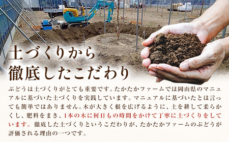 ぶどう シャインマスカット マスカット 4房 2kg 《9月上旬-9月下旬頃出荷》 たかたかファーム ブドウ 葡萄 マスカット 果物 フルーツ ギフト 岡山県 笠岡市