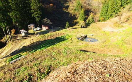 【令和7年産先行予約】5月中旬以降順次発送 旬の山菜 ふき 2kg【新潟県 糸魚川市 山菜 フキ 野菜 能生谷 おおかやば山菜園 期間限定】
