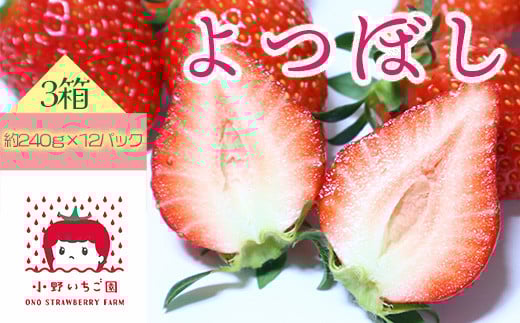 小野いちご園　いちご3箱（12パック）