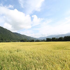 やまだ農場の鳥越こしひかり10kg(5kg×2パック)白米_ コシヒカリ 米 こしひかり_【1019156】