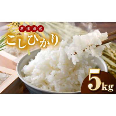 ふるさと納税 君津市 【令和7年度産】君津市産こしひかり　精米　5kg×1袋