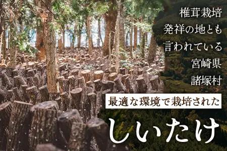 【世界初CoC認証取得！】宮崎県諸塚村産 乾しいたけ どんこ 200g 化粧箱入 常温｜干ししいたけ 椎茸 冬菇 肉厚 お煮しめ お鍋 網焼き 原木栽培 CoC認証 高級 もろっこはうす MO-16