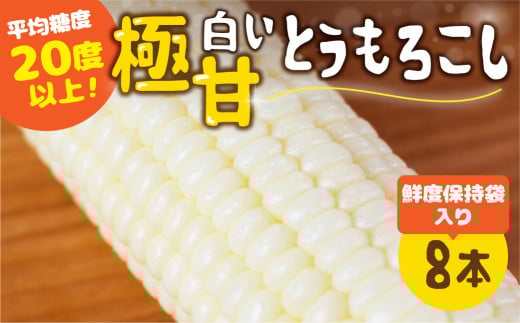 【秋採れお届け】 平均糖度20度以上 白い極甘とうもろこし 8～10本 鮮度保持袋入り 